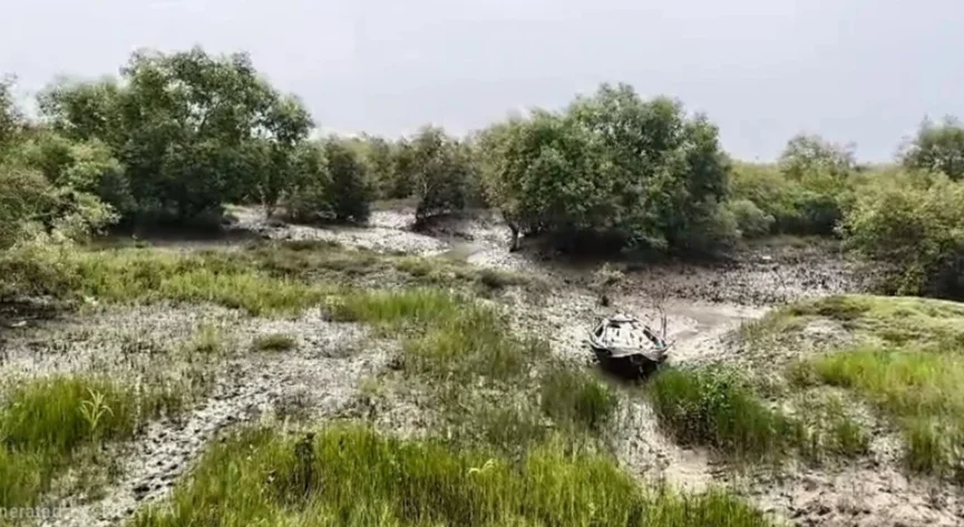বাঘের হানায় প্রাণ গিয়েছিল স্ত্রীর, ফের রয়্যাল বেঙ্গলের হামলাতেই মৃত্যু হল স্বামীর, শোকের ছায়া