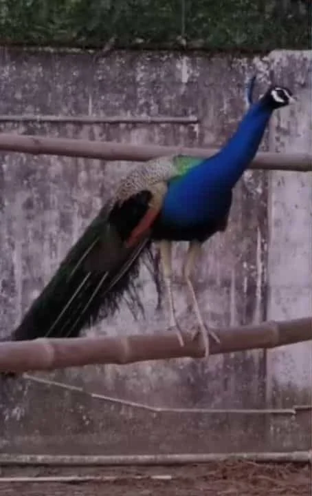 বারুইপুরের আরণ্যক উদ্যানে পশু পাচারের অভিযোগ, আটক তিন