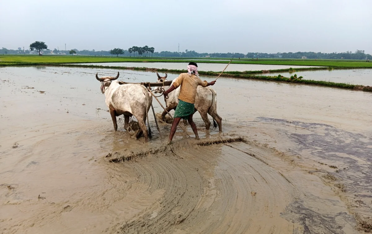 ভরা বর্ষায় পূর্ব বর্ধমানের জোর কদমে চলছে গোবিন্দভোগ ধানের চাষ 
