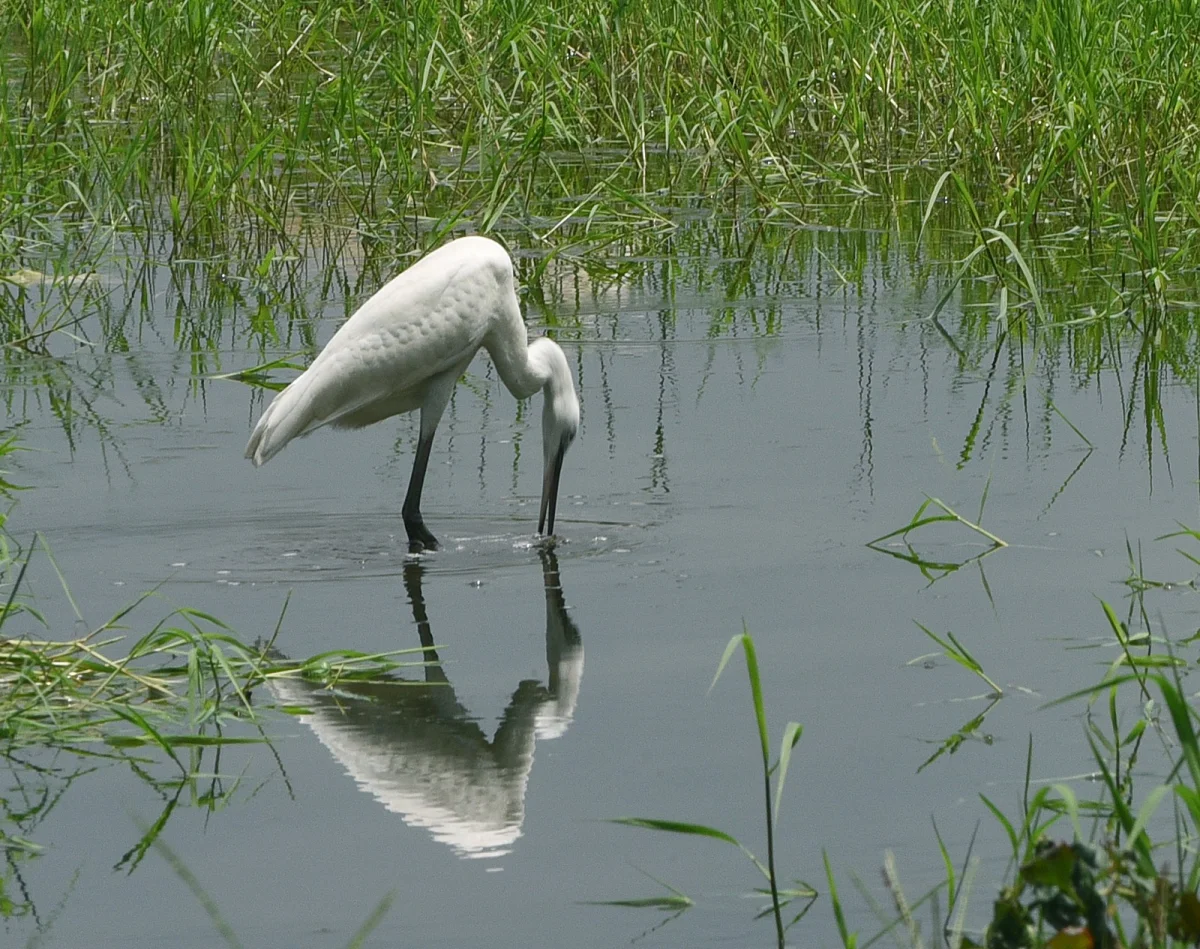 খাঁচা বন্দী বকপাখি