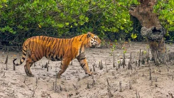 সুন্দরবনের কুলতলিতে বাঘের আক্রমণে বাড়ছে আহত ও নিহতের সংখ্যা
