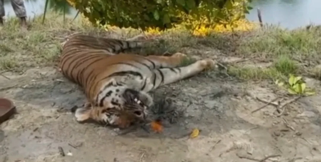 ঝড়খালিতে আবার বাঘের মৃত্যু, কয়েক দিনের ব্যবধানে সুন্দরীকে হারিয়ে এবার চলে গেল ‘সুন্দর’