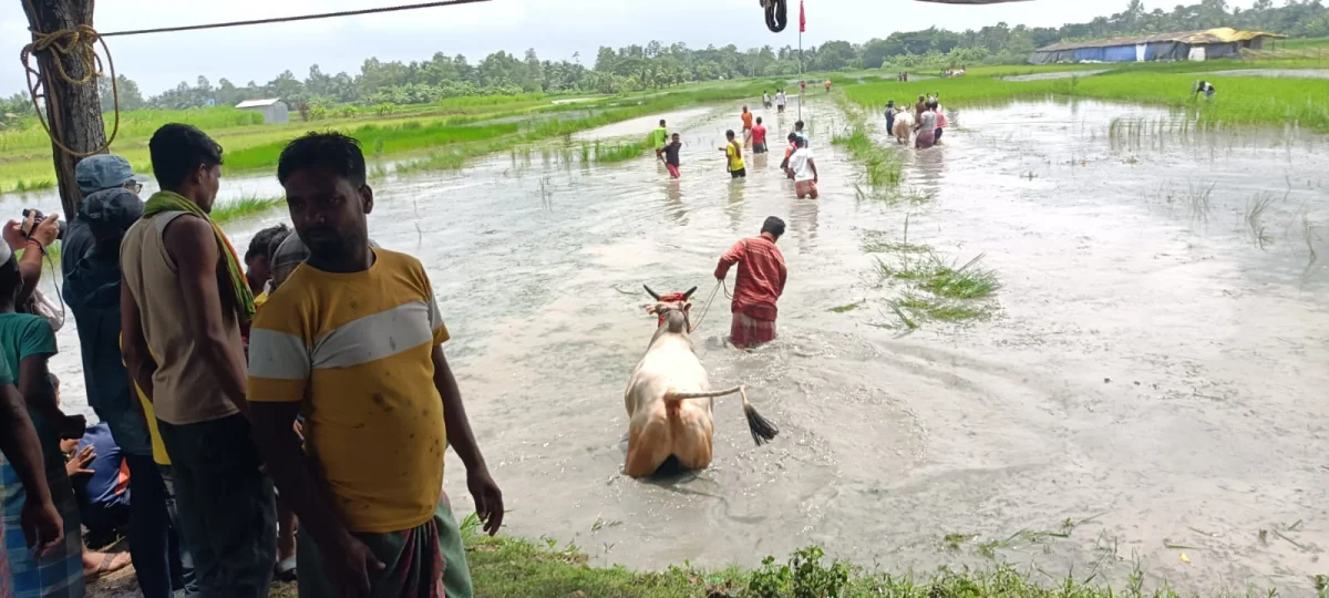 হারিয়ে যেতে বসা ‘মই ছাড়া’ দৌড়, কুলতলিতে ফিরলো গ্রাম বাংলার পুরনো ঐতিহ্য