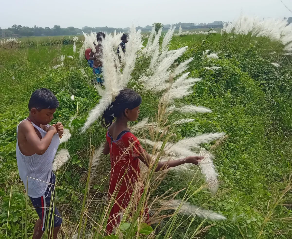 কাশ বনে খেলায় মেতেছে কিশোর কিশোরীরা