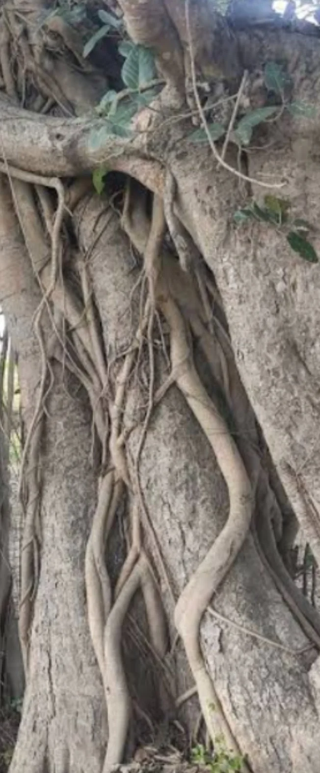 বিশ্বের সবচেয়ে প্রাচীন বটগাছটির বয়স ৭০০ বছর, অবস্থান বিহারের মুঙ্গেরে