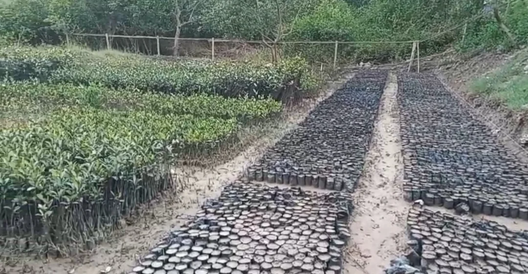 সুন্দরবনে ম্যানগ্রোভ রক্ষায় নার্সারিতে তৈরি হচ্ছে ম্যানগ্রোভের চারা