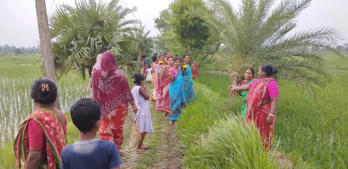 বজ্রপাত রুখতে কুলতলিতে রাস্তার দু’পাশে তালবীজ বসাচ্ছেন গ্রামের মহিলারা