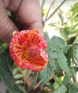 কি ভাবে টবে ফোটাবেন লণ্ঠন জবা, জানুন বিস্তারিত