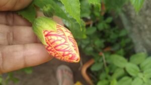 কি ভাবে টবে ফোটাবেন লণ্ঠন জবা, জানুন বিস্তারিত