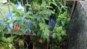 কি ভাবে টবে ফোটাবেন লণ্ঠন জবা, জানুন বিস্তারিত