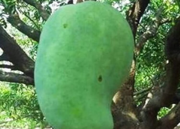 চক্ষু চড়কগাছ! একটা আমের দাম ২০০০ টাকা