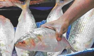 রসনার তৃপ্তি ঘটাতে শারদোৎসবে রাজ্যে ঢুকতে পারে ২০০০ মেট্রিক টন বাংলাদেশের ইলিশ 10 রসনার তৃপ্তি ঘটাতে শারদোৎসবে রাজ্যে ঢুকতে পারে ২০০০ মেট্রিক টন বাংলাদেশের ইলিশ