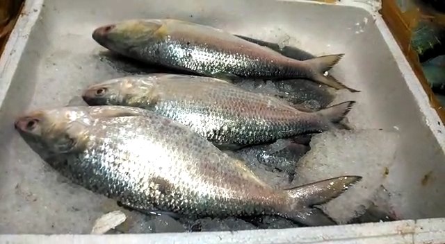 পুজোর আগেই হাওড়ার বাজারে ওপার বাংলার পদ্মার ইলিশ, খুশি ক্রেতা - বিক্রেতা সকলেই