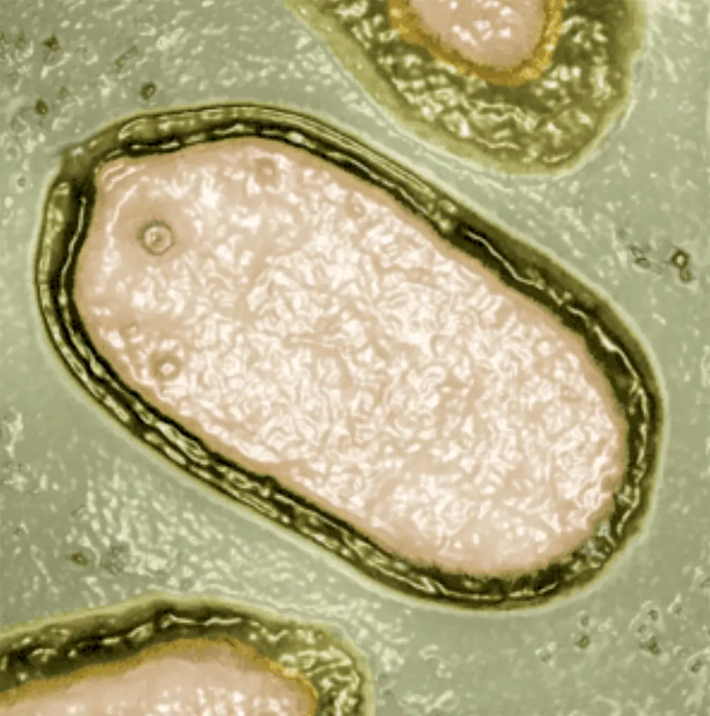 ঘুম ভাঙছে ৪৮ হাজার বছরের পুরনো জম্বি ভাইরাসের, করোনার থেকেও বেশি সংক্রামক, দাবি বিজ্ঞানীদের