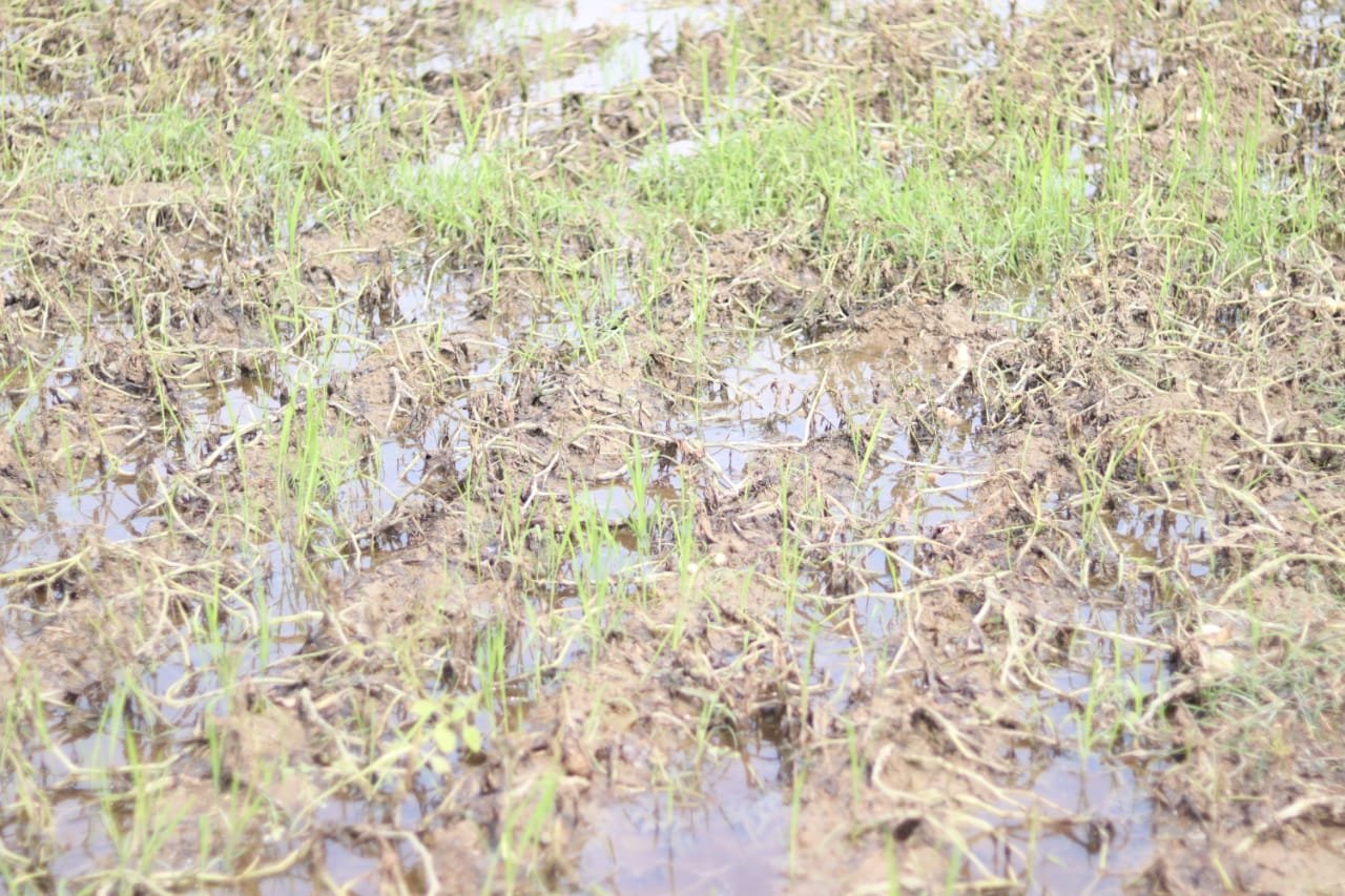কালবৈশাখীর জেরে আলুতে পচন, ঋণে জেরবার কৃষকদের আত্মহত্যার হুমকি