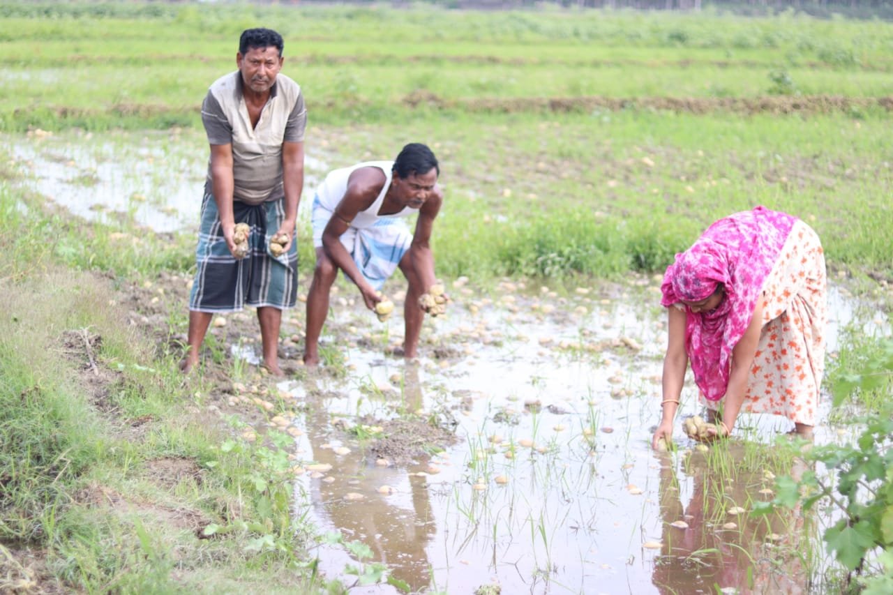 কালবৈশাখীর জেরে আলুতে পচন, ঋণে জেরবার কৃষকদের আত্মহত্যার হুমকি