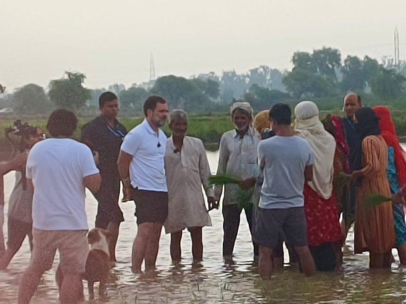 জনসমর্থন! হরিয়ানার সোনিপথে ধানখেতে কৃষকদের সঙ্গে ধান পুঁতলেন রাহুল