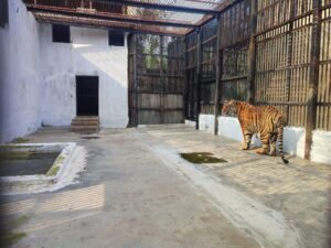 আলিপুর চিড়িয়াখানায় ৩ নয়া অতিথি, এবার ব্যাটারি চালিত গাড়িতে ঘুরে দেখা যাবে