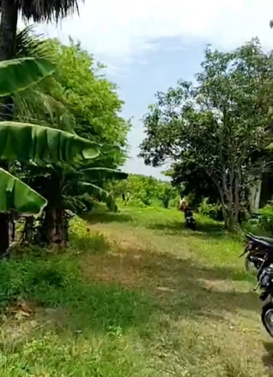 কুলতলিতে বাঘের পায়ের ছাপ ঘিরে এলাকায় ফের আতঙ্ক