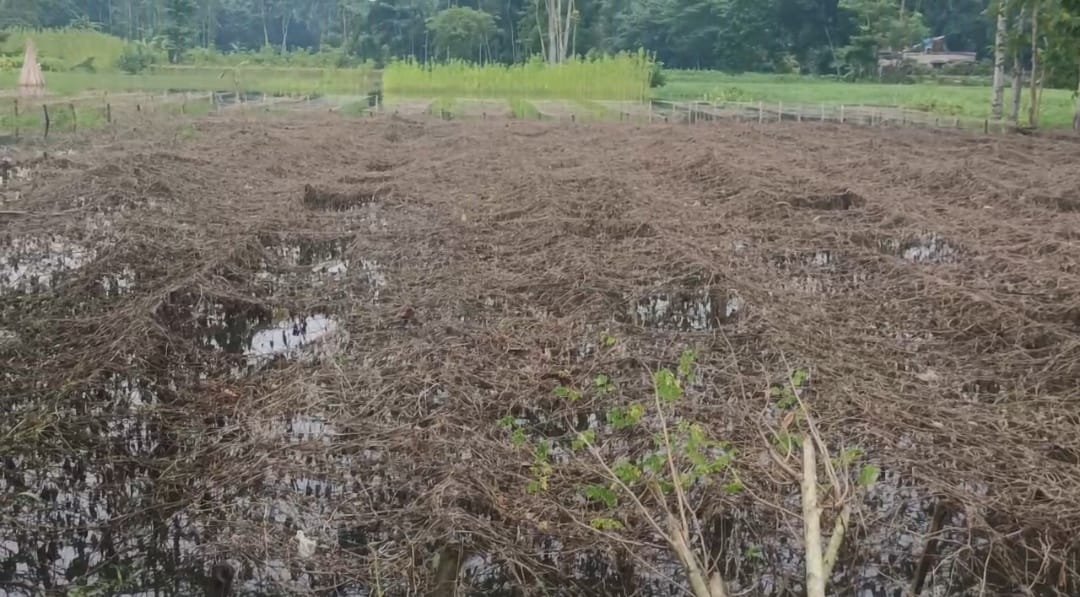 অতিরিক্ত বর্ষণে ব্যাপক ক্ষতি সবজি ও মাছ চাষে মহাবিপদে স্বরূপনগরের চাষীরা, এগিয়ে এলেন বিডিও